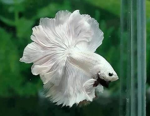 White betta fish